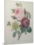 Rose, Anemone and Clematis-Pierre-Joseph Redoute-Mounted Art Print