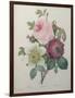 Rose, Anemone and Clematis-Pierre-Joseph Redoute-Framed Art Print