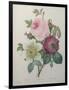 Rose, Anemone and Clematis-Pierre-Joseph Redoute-Framed Art Print