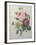 Rose, Anemone and Clematis-Pierre-Joseph Redoute-Framed Art Print