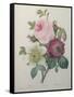 Rose, Anemone and Clematis-Pierre-Joseph Redoute-Framed Stretched Canvas