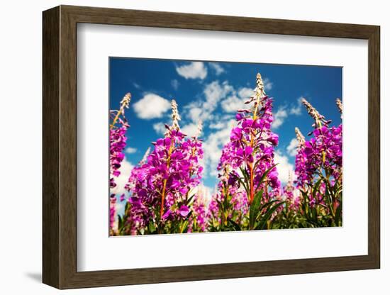Rose bay willowherb flowering in the Lyth Valley, England-Ashley Cooper-Framed Photographic Print