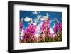 Rose bay willowherb flowering in the Lyth Valley, England-Ashley Cooper-Framed Photographic Print