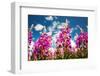 Rose bay willowherb flowering in the Lyth Valley, England-Ashley Cooper-Framed Photographic Print