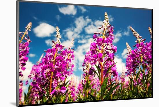 Rose bay willowherb flowering in the Lyth Valley, England-Ashley Cooper-Mounted Photographic Print