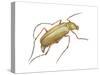 Rose Beetle (Macrodactylus Subspinosus), Rose Chafer, Insects-Encyclopaedia Britannica-Stretched Canvas