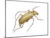 Rose Beetle (Macrodactylus Subspinosus), Rose Chafer, Insects-Encyclopaedia Britannica-Mounted Poster