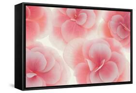 Rose Begonia Flowers-Cora Niele-Framed Stretched Canvas