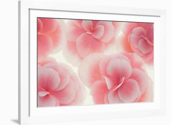 Rose Begonia Flowers-Cora Niele-Framed Photographic Print