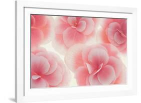 Rose Begonia Flowers-Cora Niele-Framed Photographic Print