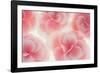 Rose Begonia Flowers-Cora Niele-Framed Photographic Print