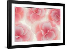 Rose Begonia Flowers-Cora Niele-Framed Photographic Print