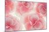 Rose Begonia Flowers-Cora Niele-Mounted Photographic Print