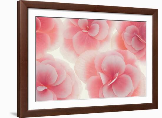 Rose Begonia Flowers-Cora Niele-Framed Photographic Print