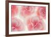 Rose Begonia Flowers-Cora Niele-Framed Photographic Print