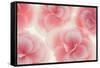 Rose Begonia Flowers-Cora Niele-Framed Stretched Canvas