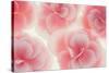 Rose Begonia Flowers-Cora Niele-Stretched Canvas