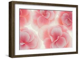 Rose Begonia Flowers-Cora Niele-Framed Photographic Print