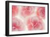 Rose Begonia Flowers-Cora Niele-Framed Photographic Print