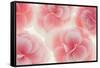 Rose Begonia Flowers-Cora Niele-Framed Stretched Canvas