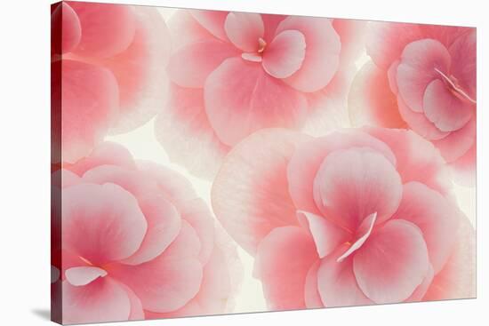 Rose Begonia Flowers-Cora Niele-Stretched Canvas