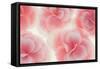 Rose Begonia Flowers-Cora Niele-Framed Stretched Canvas