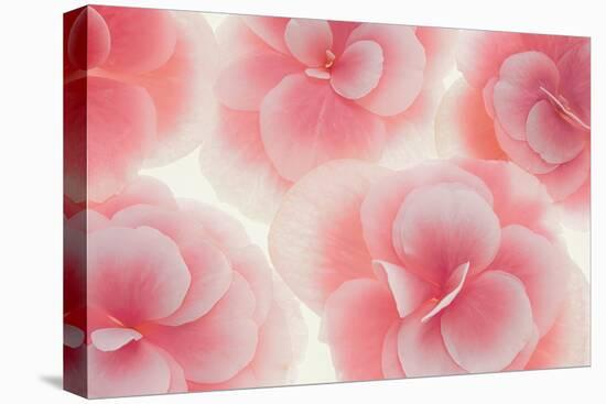 Rose Begonia Flowers-Cora Niele-Stretched Canvas