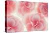 Rose Begonia Flowers-Cora Niele-Stretched Canvas