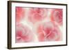 Rose Begonia Flowers-Cora Niele-Framed Photographic Print