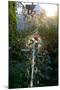 Rose being watered with backlight-Charles Bowman-Mounted Photographic Print