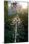 Rose being watered with backlight-Charles Bowman-Mounted Premium Photographic Print