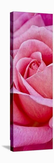 Rose Bloom, Close-Up-Uwe Merkel-Stretched Canvas
