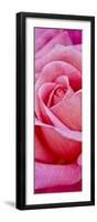 Rose Bloom, Close-Up-Uwe Merkel-Framed Photographic Print