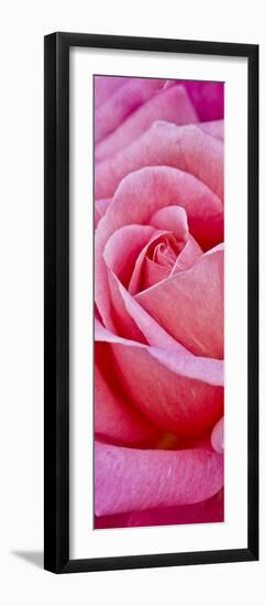 Rose Bloom, Close-Up-Uwe Merkel-Framed Photographic Print