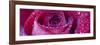 Rose Bloom with Drops of Water-Uwe Merkel-Framed Photographic Print