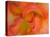 Rose Bloom, Woodland Park Zoo, Rose Garden, Seattle, Washington, USA-Darrell Gulin-Stretched Canvas