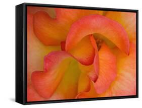 Rose Bloom, Woodland Park Zoo, Rose Garden, Seattle, Washington, USA-Darrell Gulin-Framed Stretched Canvas