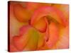Rose Bloom, Woodland Park Zoo, Rose Garden, Seattle, Washington, USA-Darrell Gulin-Stretched Canvas