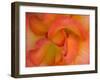 Rose Bloom, Woodland Park Zoo, Rose Garden, Seattle, Washington, USA-Darrell Gulin-Framed Premium Photographic Print