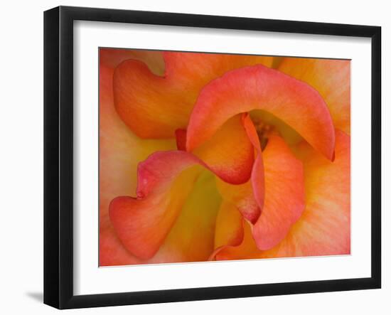 Rose Bloom, Woodland Park Zoo, Rose Garden, Seattle, Washington, USA-Darrell Gulin-Framed Premium Photographic Print