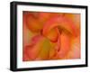 Rose Bloom, Woodland Park Zoo, Rose Garden, Seattle, Washington, USA-Darrell Gulin-Framed Premium Photographic Print
