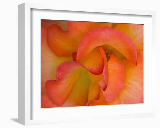 Rose Bloom, Woodland Park Zoo, Rose Garden, Seattle, Washington, USA-Darrell Gulin-Framed Premium Photographic Print