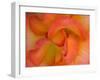 Rose Bloom, Woodland Park Zoo, Rose Garden, Seattle, Washington, USA-Darrell Gulin-Framed Premium Photographic Print