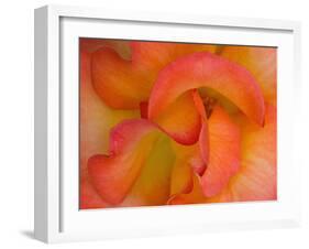 Rose Bloom, Woodland Park Zoo, Rose Garden, Seattle, Washington, USA-Darrell Gulin-Framed Premium Photographic Print