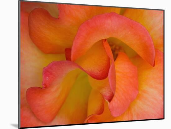 Rose Bloom, Woodland Park Zoo, Rose Garden, Seattle, Washington, USA-Darrell Gulin-Mounted Premium Photographic Print