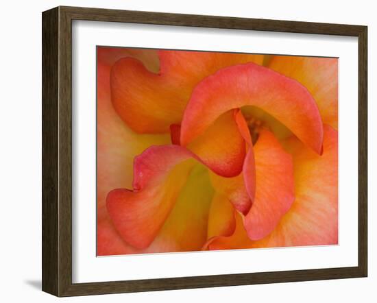 Rose Bloom, Woodland Park Zoo, Rose Garden, Seattle, Washington, USA-Darrell Gulin-Framed Photographic Print