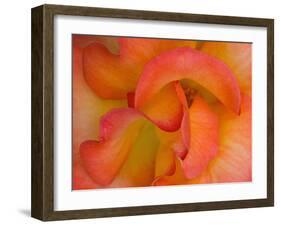Rose Bloom, Woodland Park Zoo, Rose Garden, Seattle, Washington, USA-Darrell Gulin-Framed Photographic Print