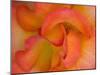 Rose Bloom, Woodland Park Zoo, Rose Garden, Seattle, Washington, USA-Darrell Gulin-Mounted Photographic Print