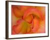 Rose Bloom, Woodland Park Zoo, Rose Garden, Seattle, Washington, USA-Darrell Gulin-Framed Photographic Print