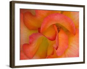 Rose Bloom, Woodland Park Zoo, Rose Garden, Seattle, Washington, USA-Darrell Gulin-Framed Photographic Print